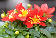 Dahlie - Preston Park_1.jpg